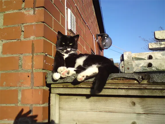 Cat Cat